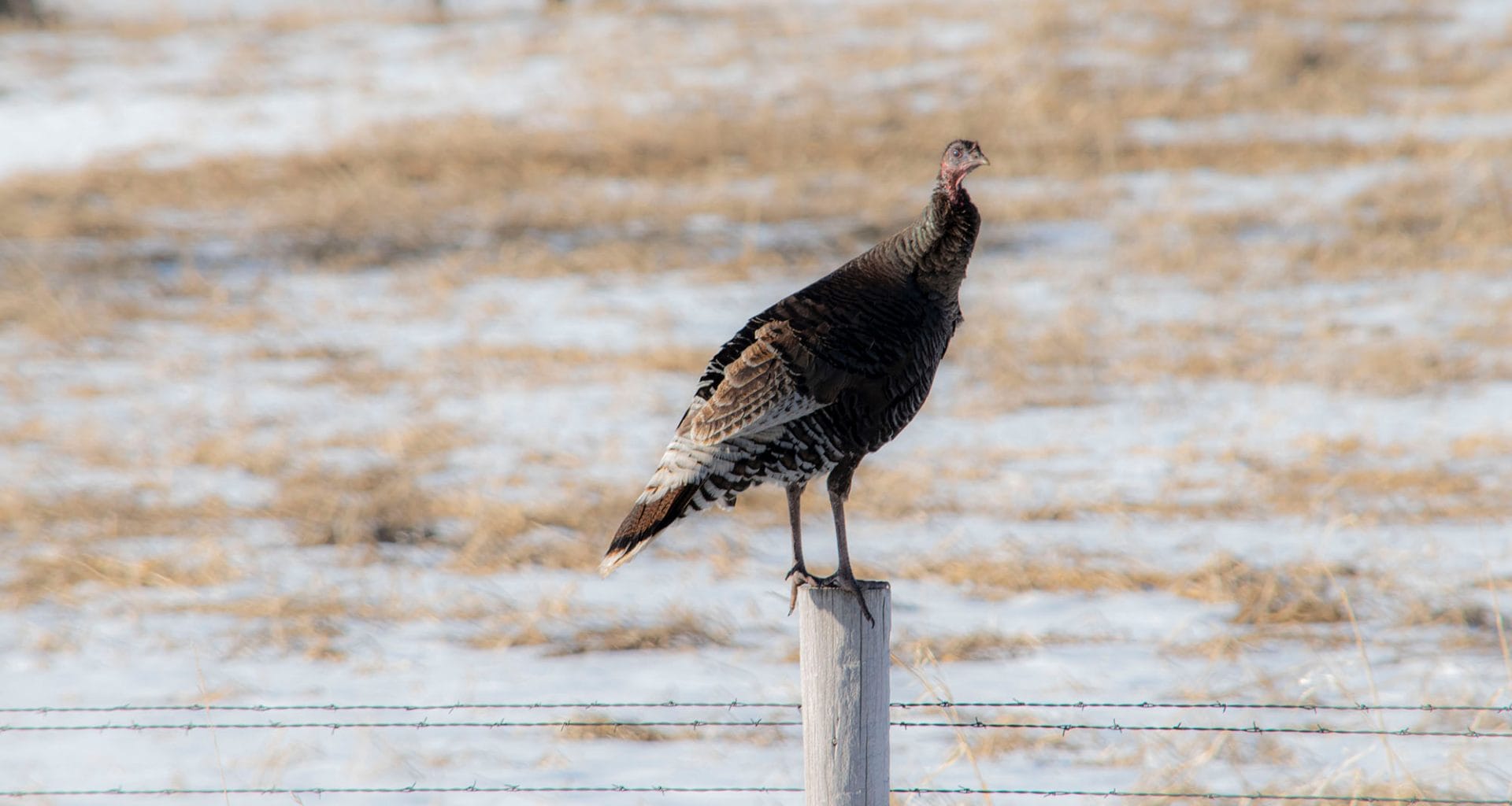 can you eat wild turkey