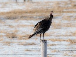 can you eat wild turkey