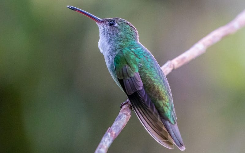 how to attract hummingbirds in the winter