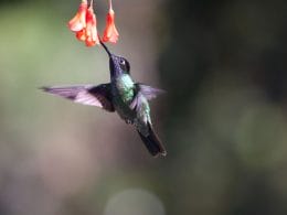 how to attract hummingbirds to a new feeder