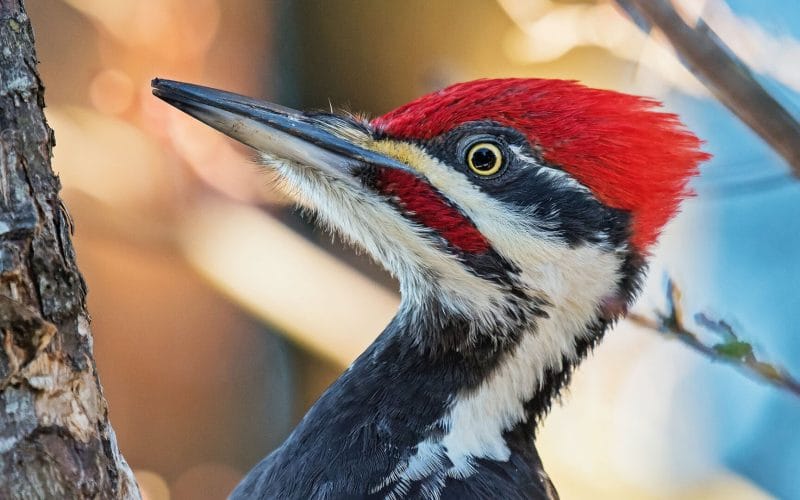how to stop woodpeckers from pecking your house