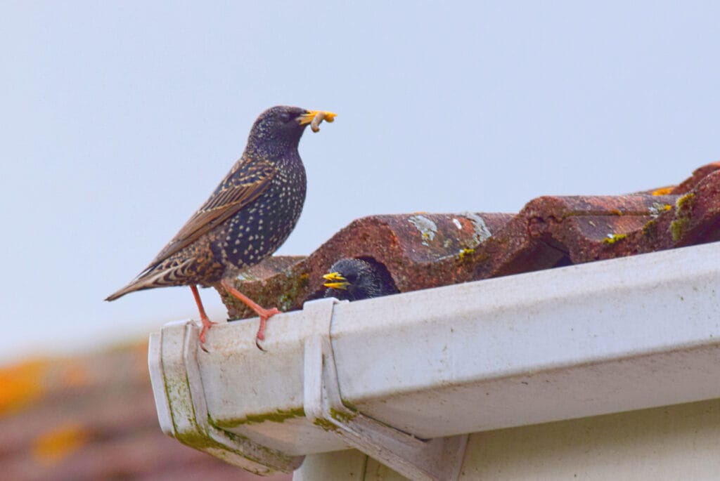 pair of starling birds close up nesting in roof
