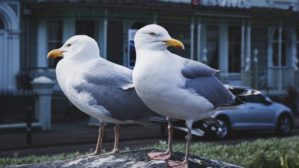 why are there seagulls inland