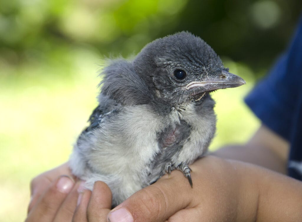 A baby blue jay in a child's hands.