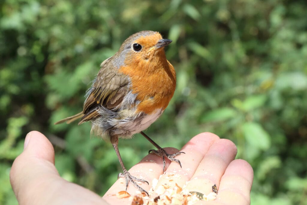 A robin standing proudly and questioning on my open hand, tempted by crushed peanuts and mealworms.