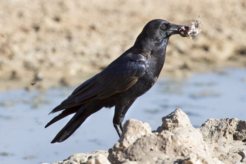 Black Crow killing and eating a small bird