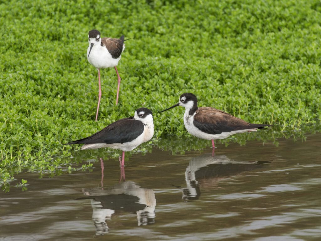 Black-necked Stilts