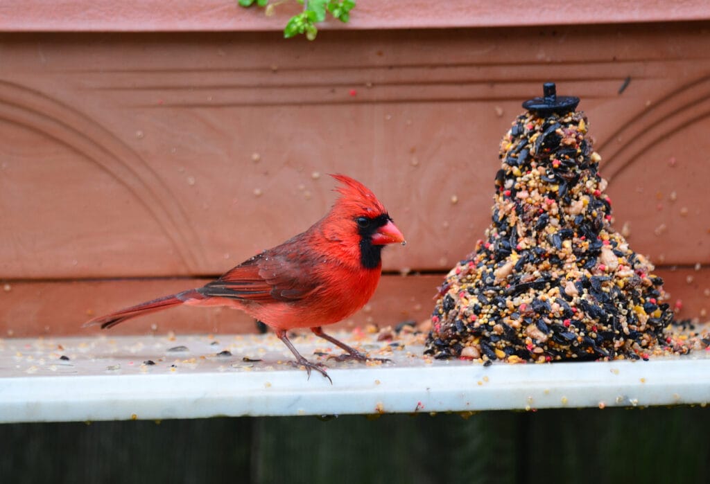 Cardinal Feeding in Rain