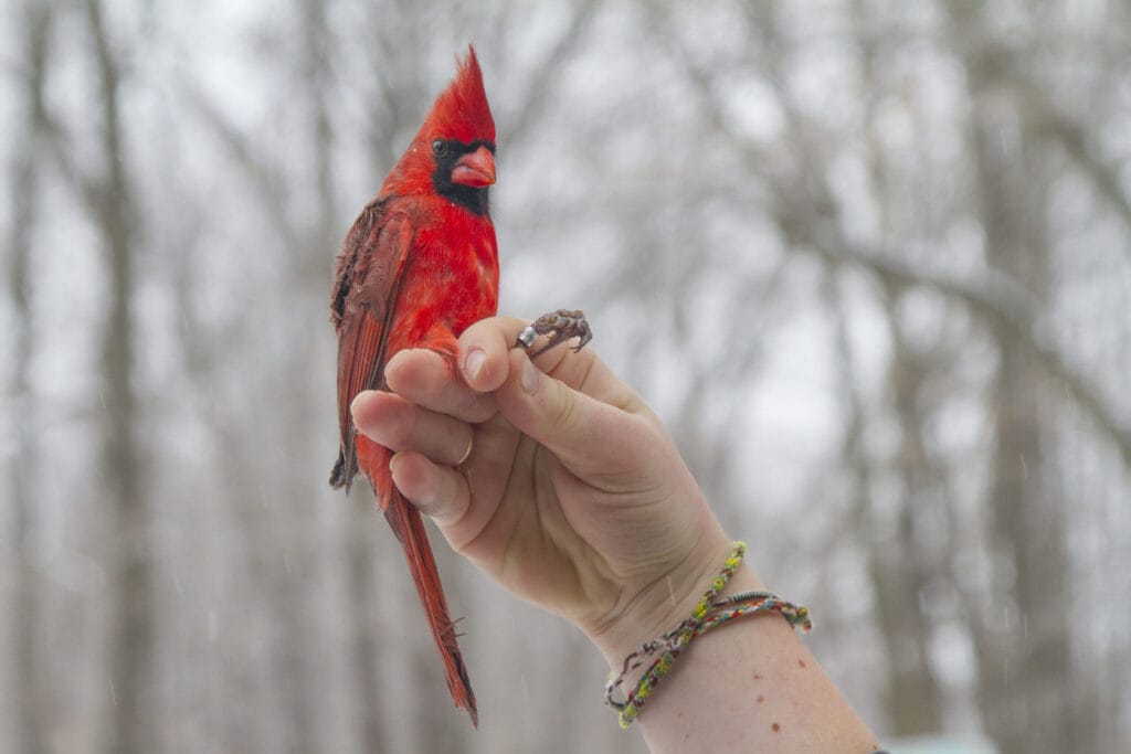 Cardinal ready to be released