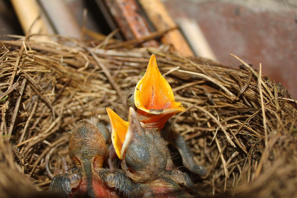 Chicks of blackbird in the nest