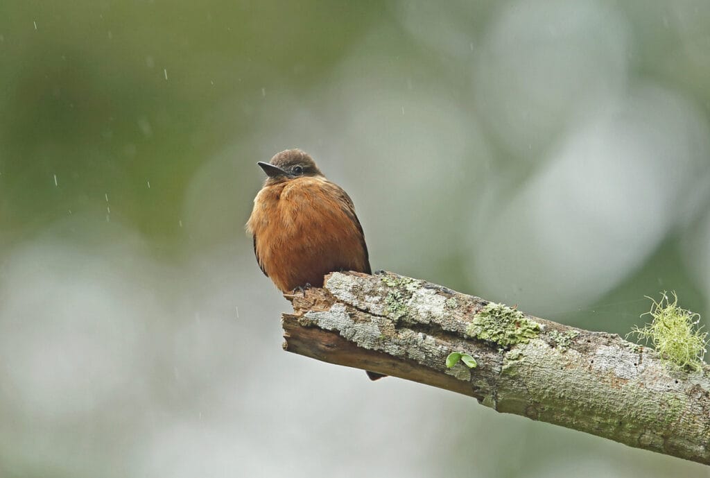 Cliff Flycatcher