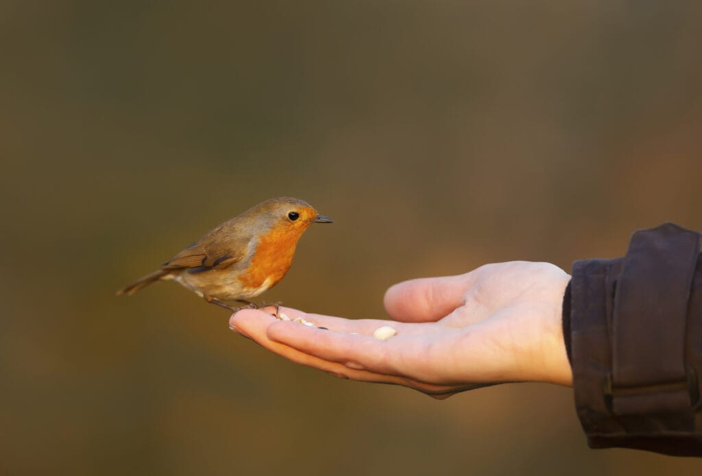 Close up of a robin feeding on hand, UK.