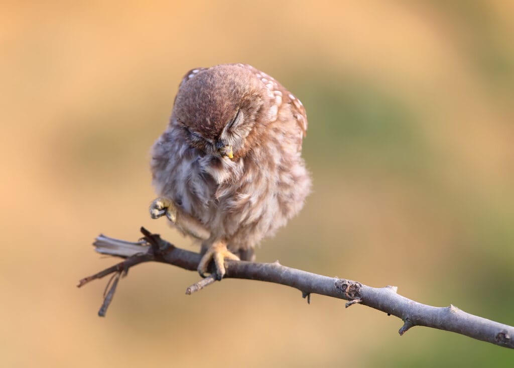 Close-up portrait of a slumbering juvenile little owl