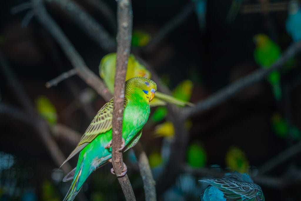 Colorful parakeet birds in the twilight