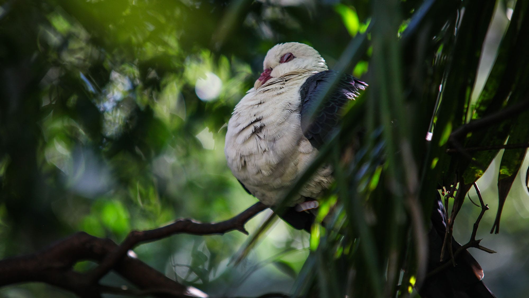Do Birds Sleep in the Same Place Every Night