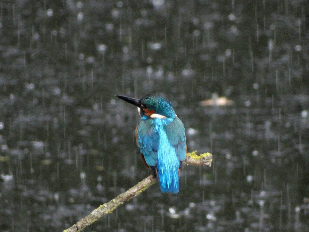 Kingfisher looking to the left with beak in air while perching on the end of a branch during heavy rain