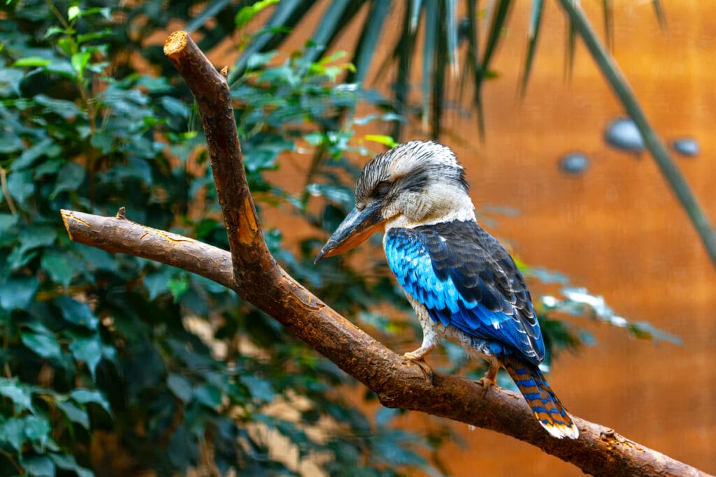 Kookaburra sleeping on the branch