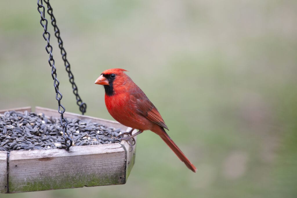 Male Cardinal sitting on bird feeder 