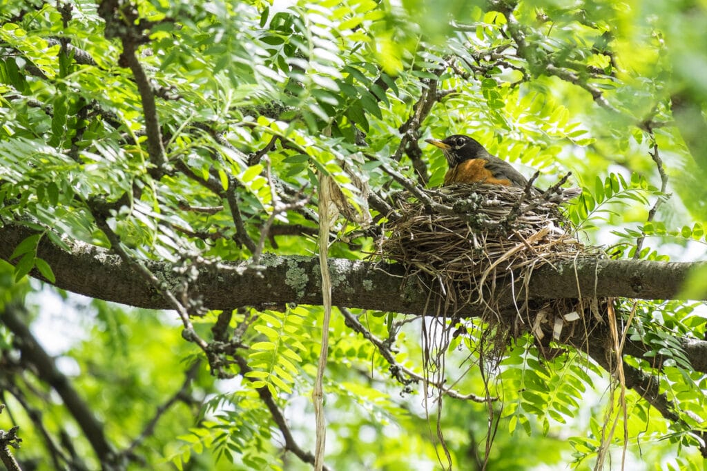 Robin Guarding Her Nest