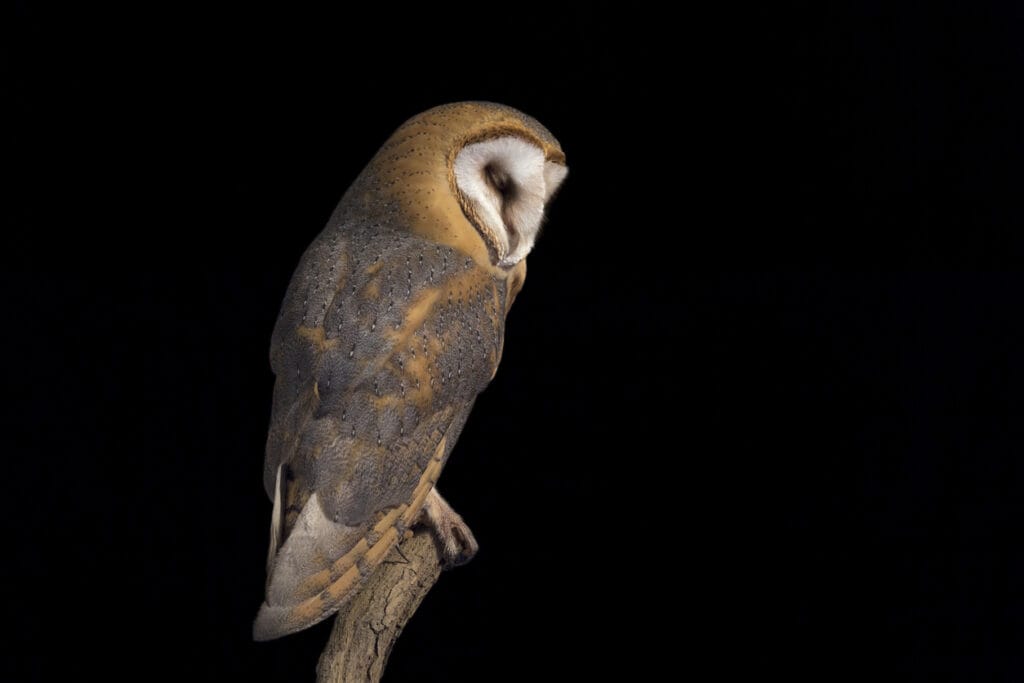 Sleeping time for the Barn owl