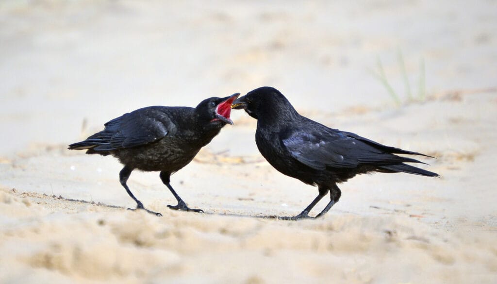 Young crow feeding from mother