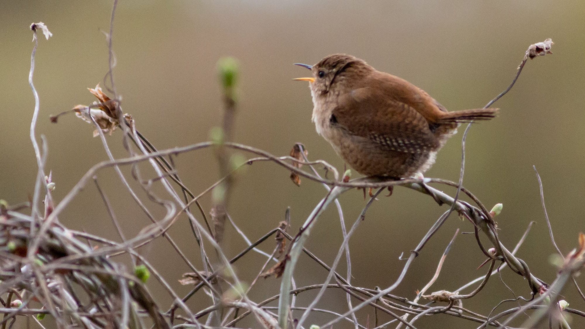 are carolina wrens territorial