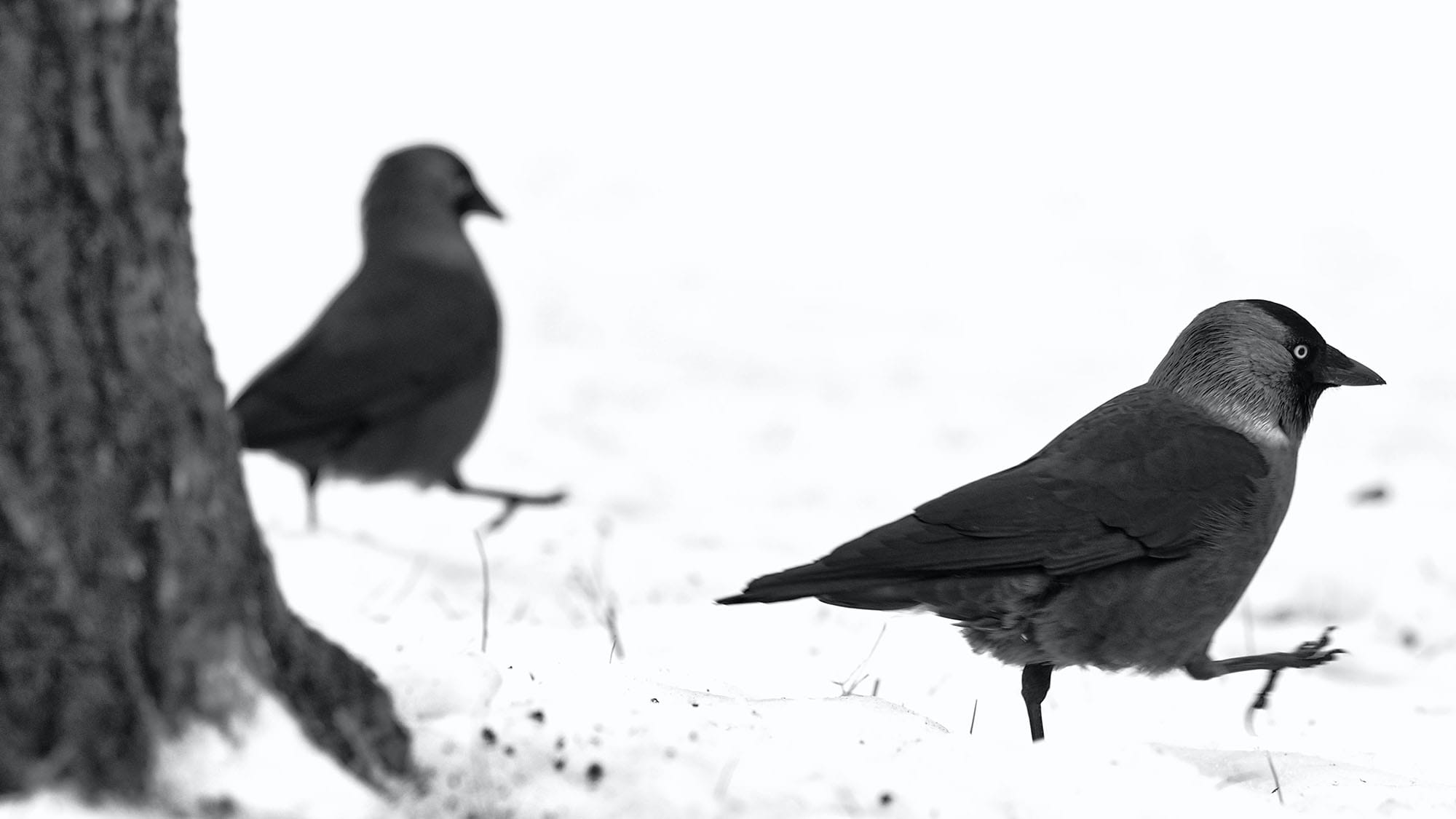 attracting crows to protect chickens