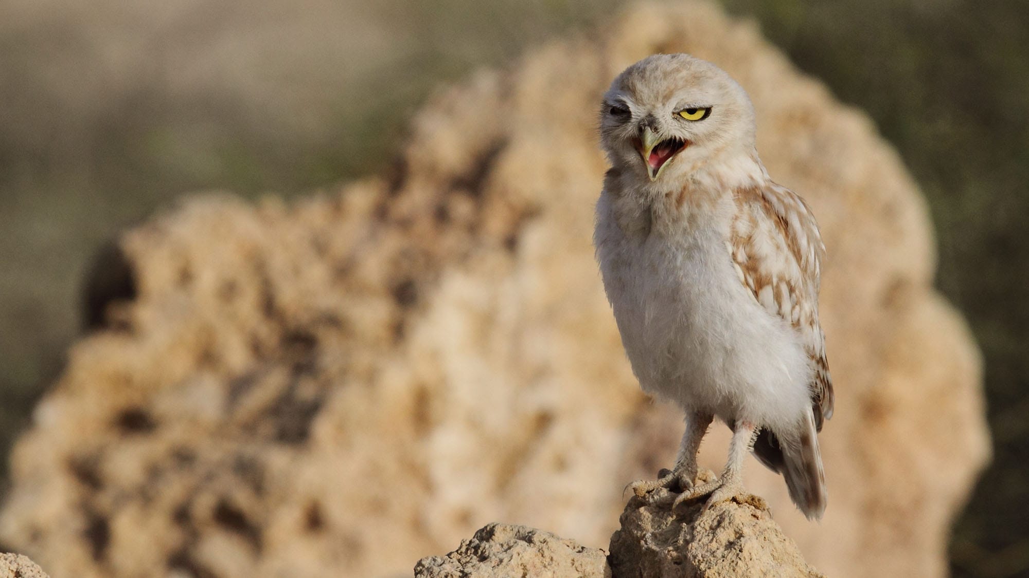 Do Birds Sleep Standing Up? Know the Facts Bird Watching Pro