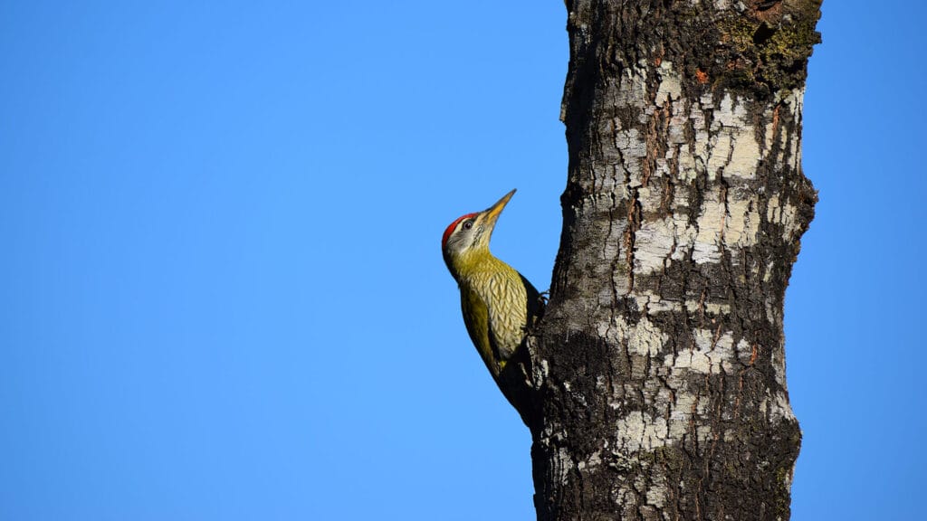 how do woodpeckers peck so fast