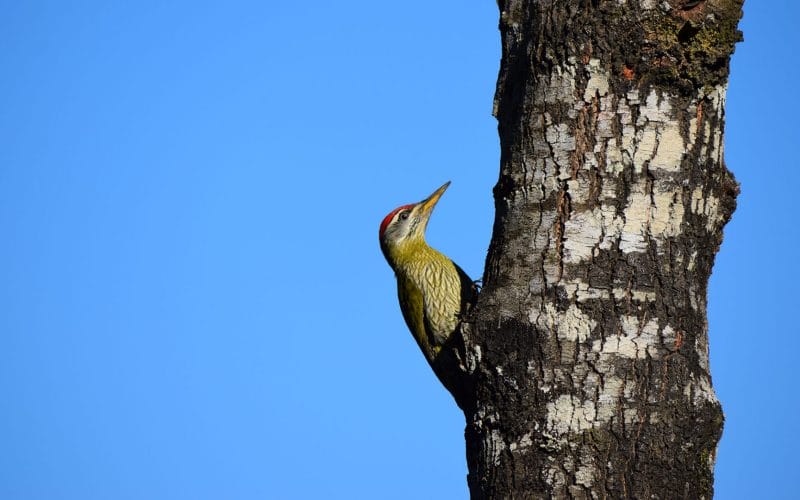 how do woodpeckers peck so fast