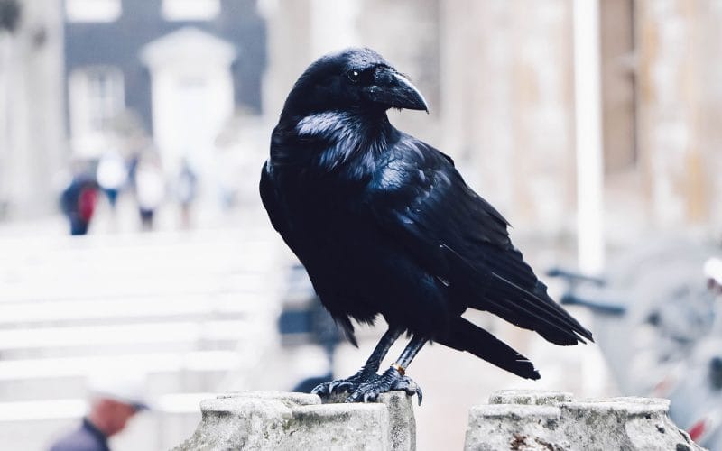 how to attract Ravens