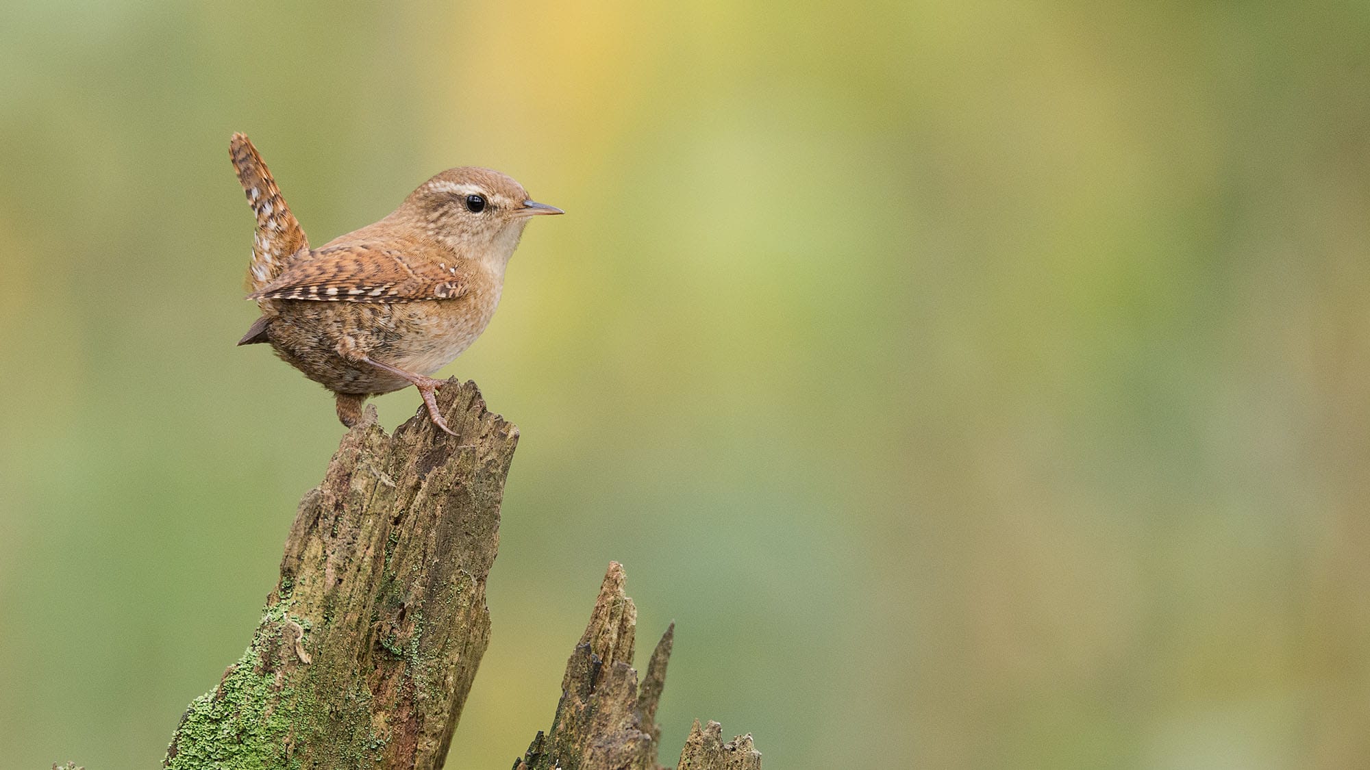 why do Carolina Wrens sleep in corners