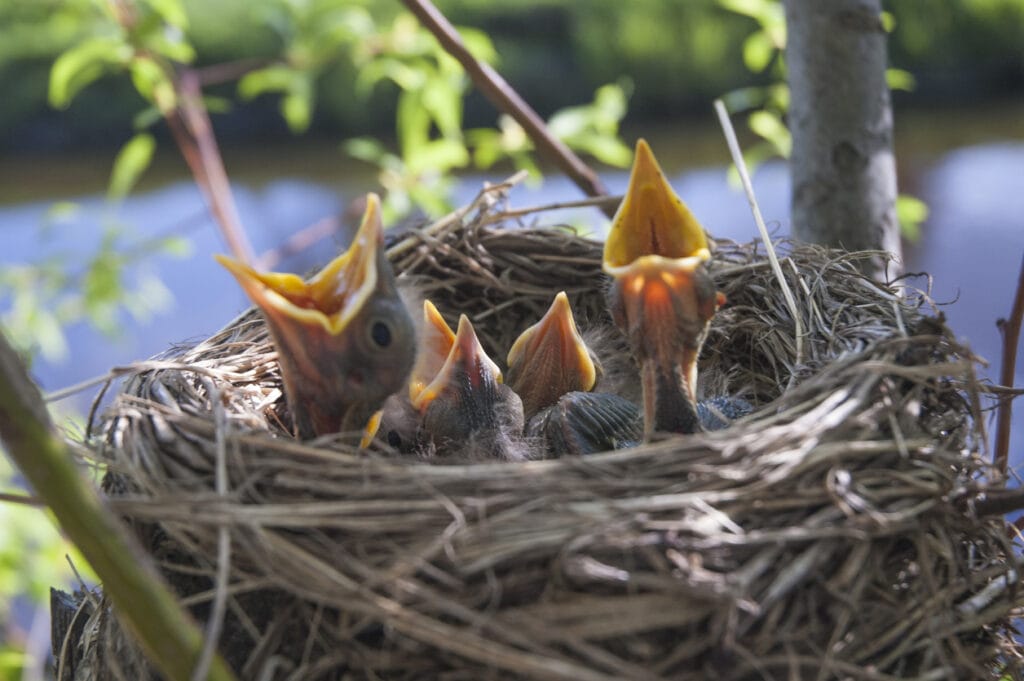 young Chicks in the nest