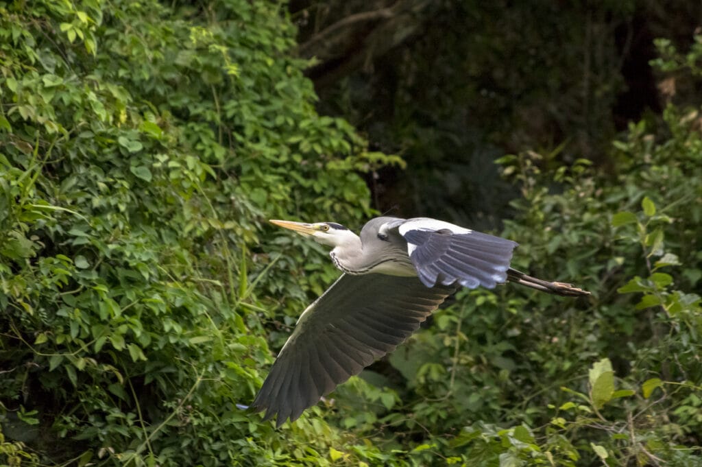 A bird flying in a beautiful figure