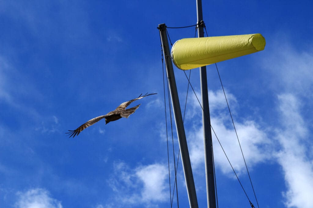 A bird flying in the strong wind