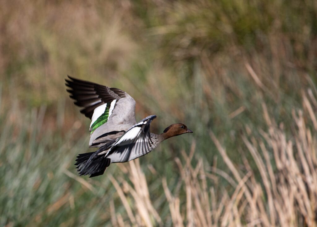 Wood Duck Taking Off