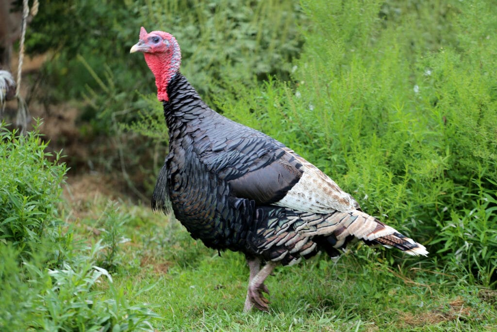 Colorful turkey