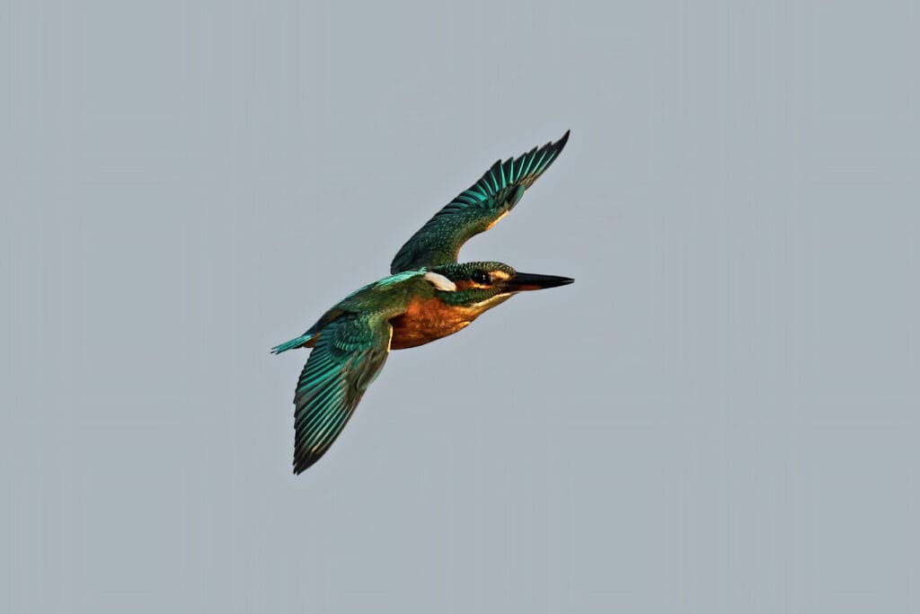 Common kingfisher in flight in its natural enviroment