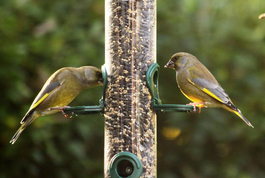 Feeding garden birds in winter