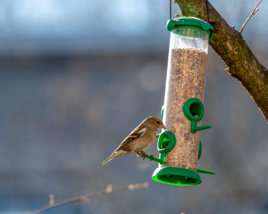 Female Fringilla coelebs also known as Chaffinch