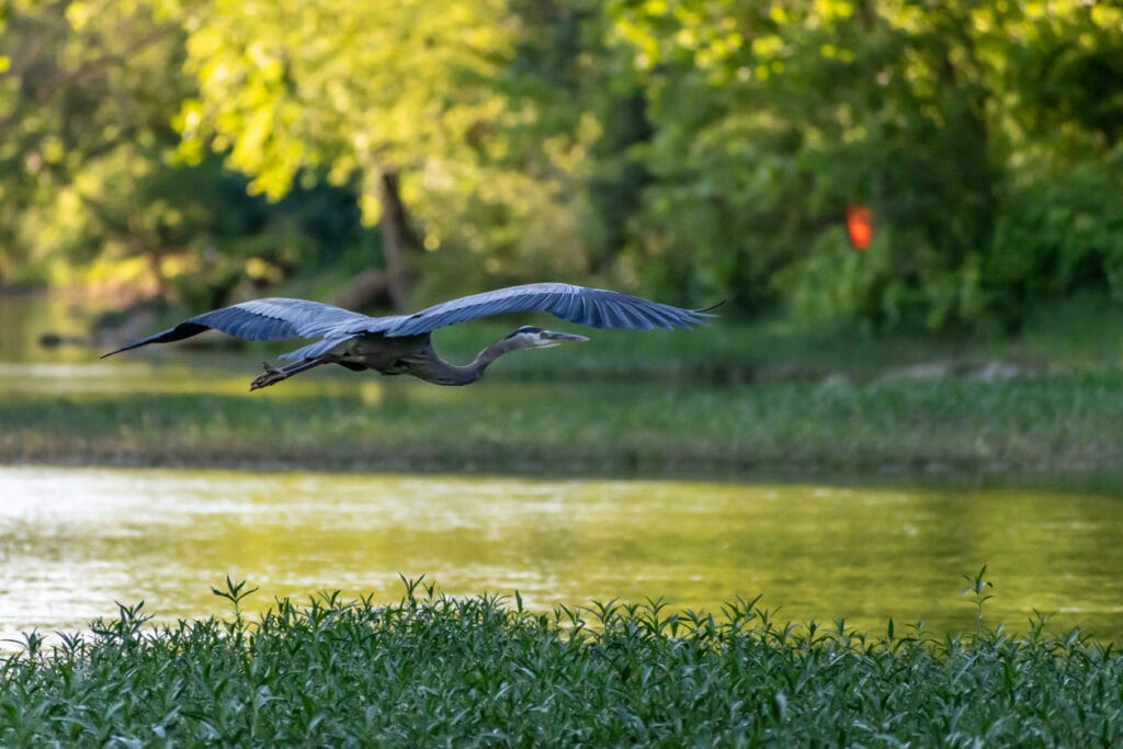 Flying heron