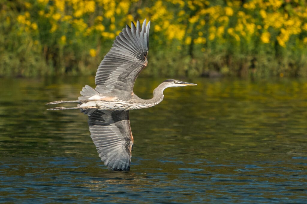 Great Blue Heron Flying Over Water