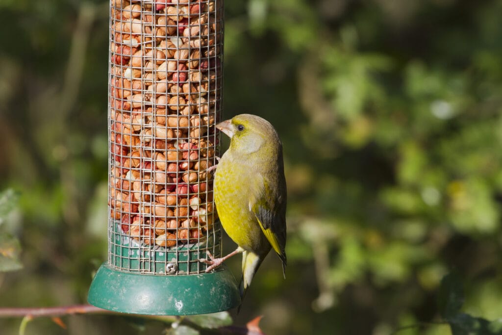 Greenfinch (Carduelis chloris) perched on the feeder