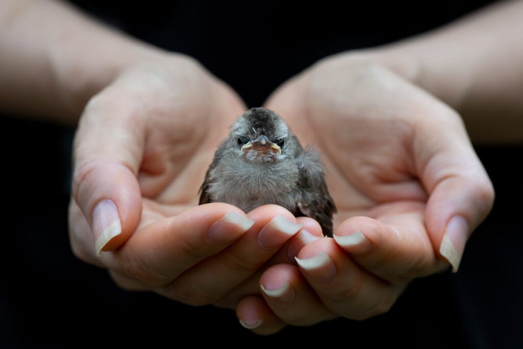 Juvenile bird fate is in the hands of human