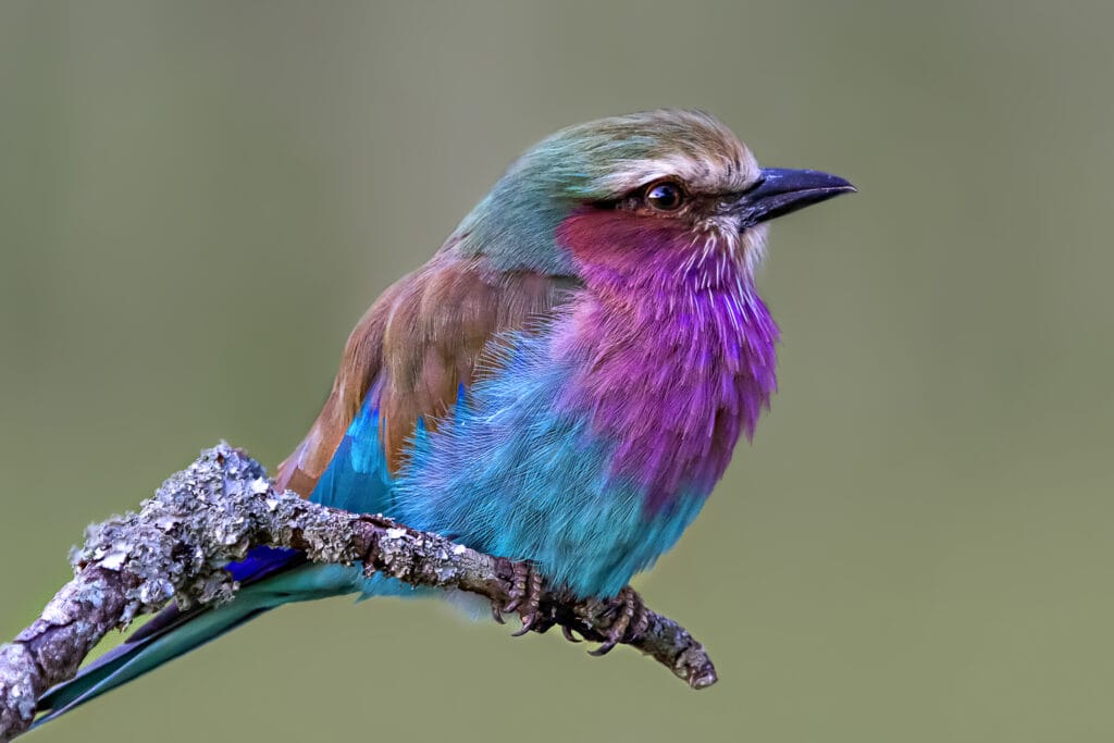 Lilac breasted roller in Kenya
