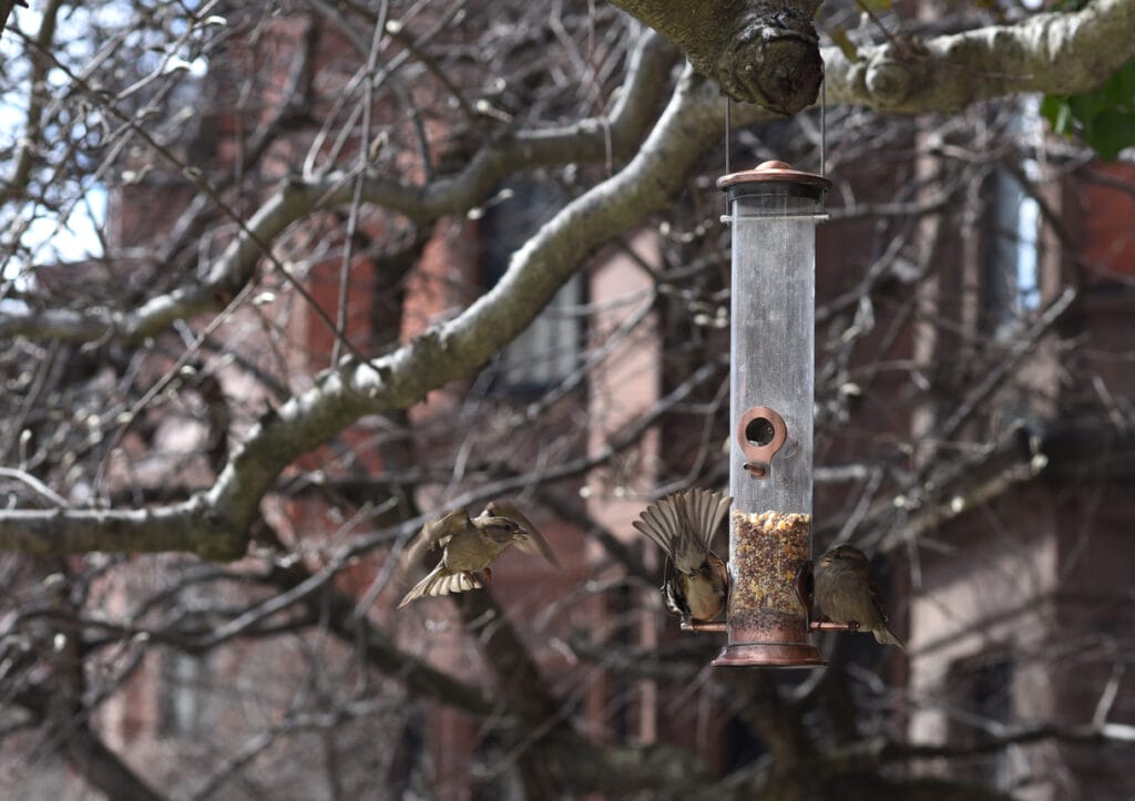 Sparrows around feeder in winter