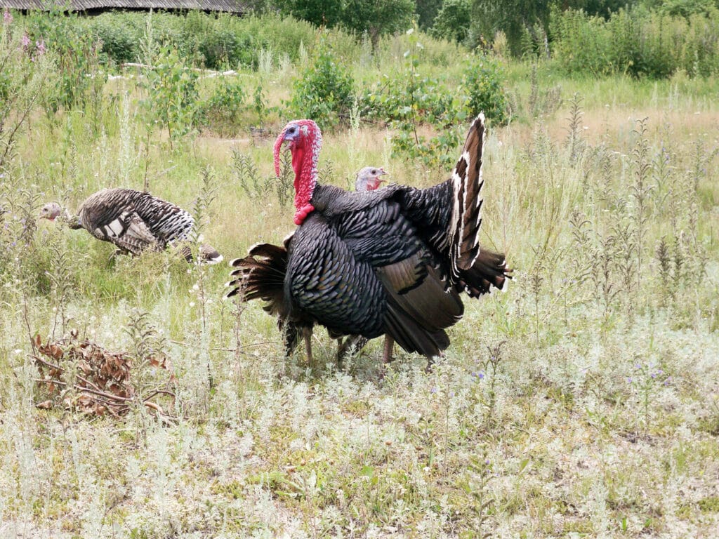 Wild Turkey 