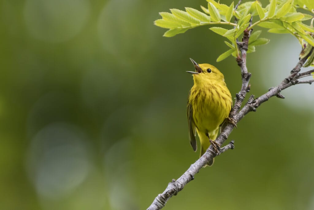 Yellow Warbler