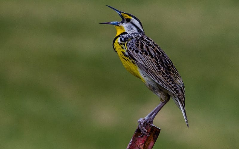 common songbirds of the Pacific Northwest