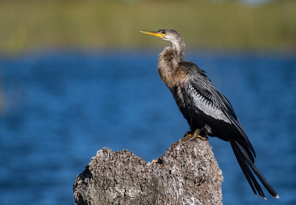 cormorant on a rock